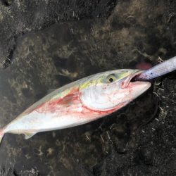 ショアプラッキング