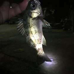 たかたかの釣日記