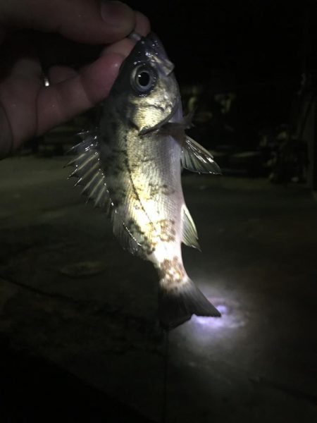 たかたかの釣日記