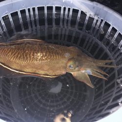 ヤリイカ狙いのウキ釣りで!