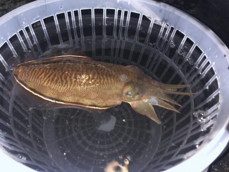 ヤリイカ狙いのウキ釣りで!