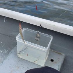 入鹿池でワカサギ釣り