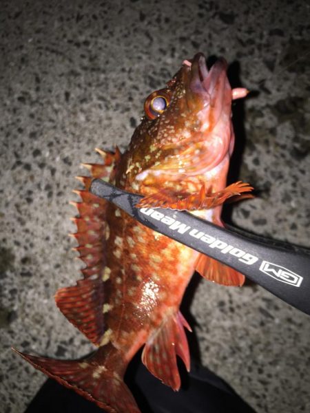 2022年釣り始めアジング