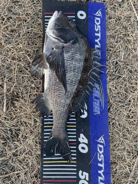 イチノ兄弟、釣果！