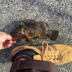 新年第一号はタケノコメバル