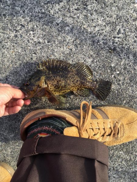 新年第一号はタケノコメバル