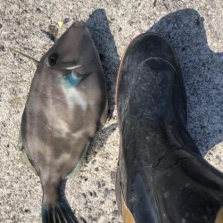 やっぱりカワハギを釣りたくて！