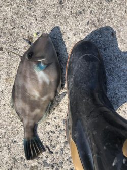 やっぱりカワハギを釣りたくて！