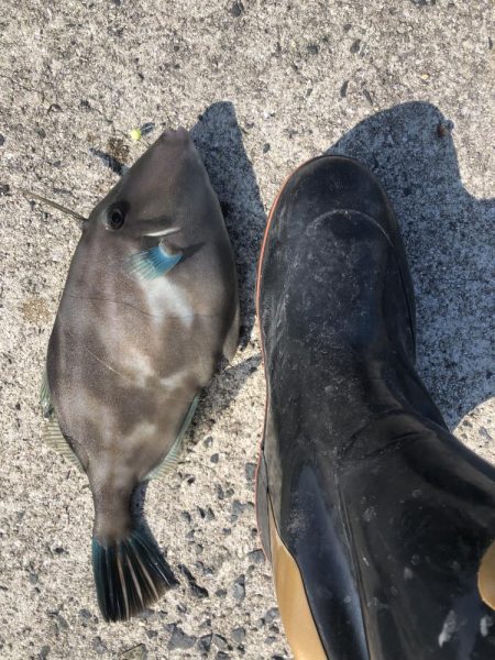やっぱりカワハギを釣りたくて！