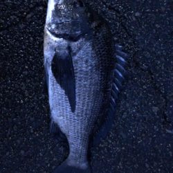 イチノ兄弟、釣果!