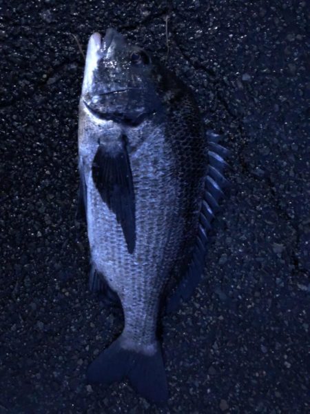 イチノ兄弟、釣果！