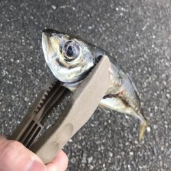 朝マズメのフロートアジング