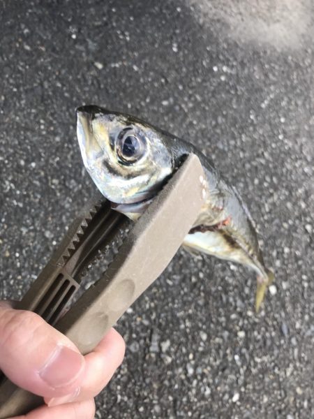 朝マズメのフロートアジング