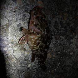 夜の前打ち　ガシラのみ