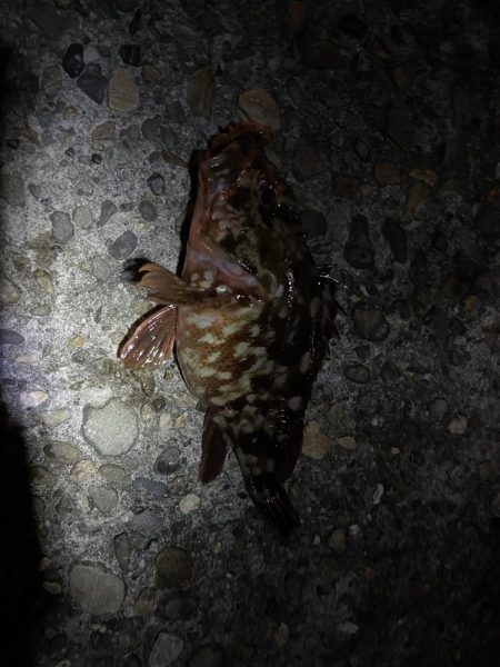 夜の前打ち　ガシラのみ