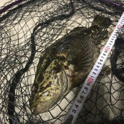 タケノコメバル初めて