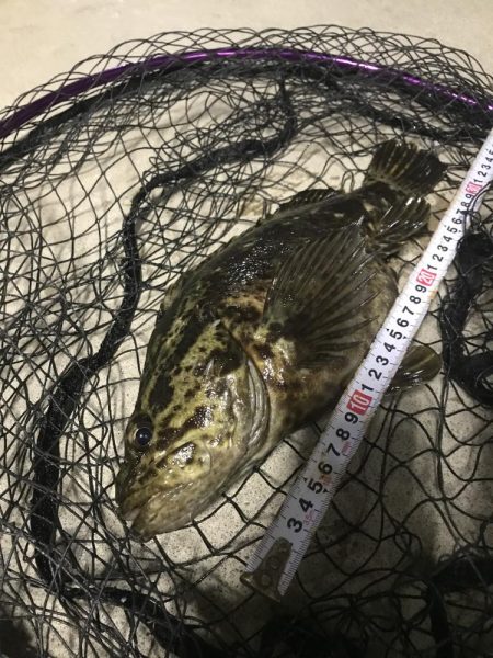 タケノコメバル初めて