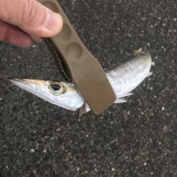 朝マズメのカマス釣り