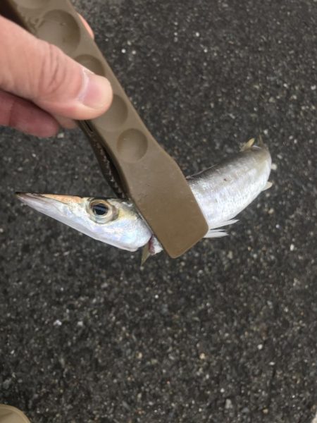 朝マズメのカマス釣り