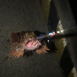 100均ルアーが釣れる理由