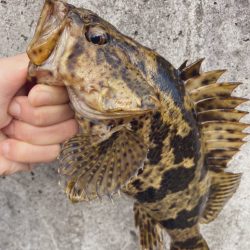 初ベイトフィネスでタケノコ遊び