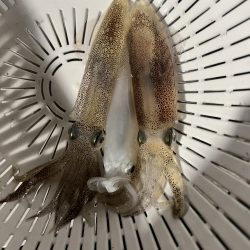 まだ行けるヒイカ釣り!!