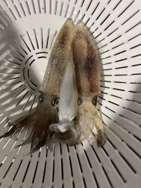 まだ行けるヒイカ釣り！！