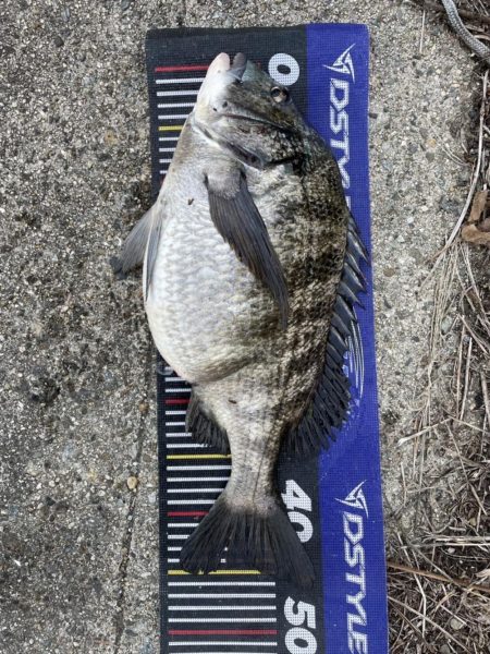 イチノ兄弟、釣果!