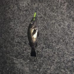 アナゴ狙いつつメバリング