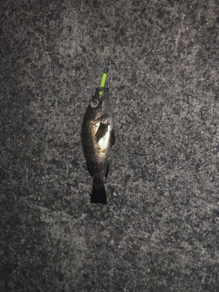 アナゴ狙いつつメバリング