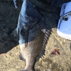 たかたか釣り日記