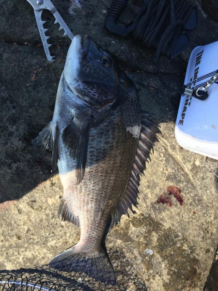 たかたか釣り日記