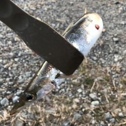 続、朝マズメのカマス釣り