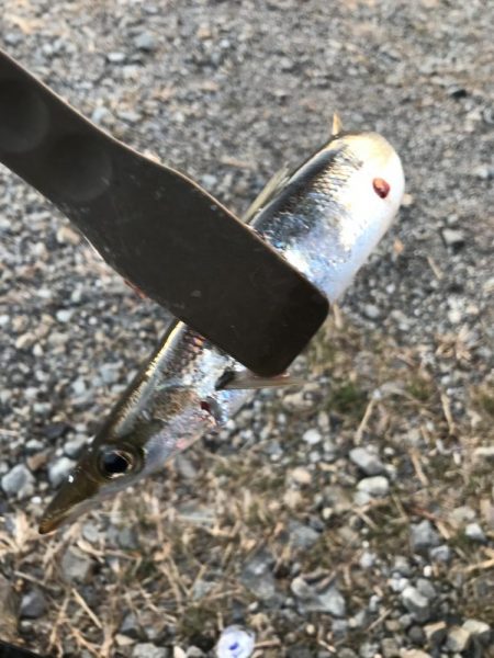 続、朝マズメのカマス釣り