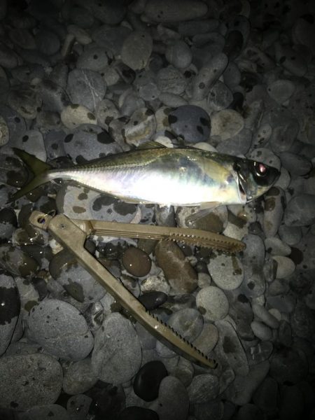 フロートアジングで尺アジGET