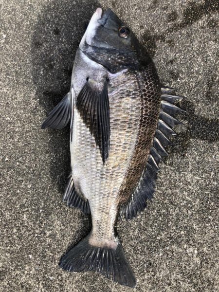 イチノ兄弟、釣果!