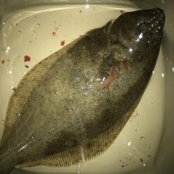 ライトワインドでヒラメGET