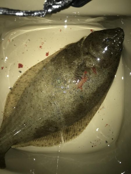 ライトワインドでヒラメGET