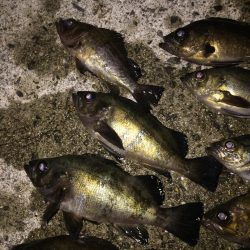 アジ・・・居ない。