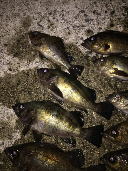 アジ・・・居ない。