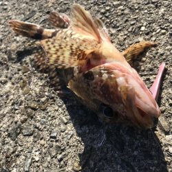 ライトワインドでガシラGET