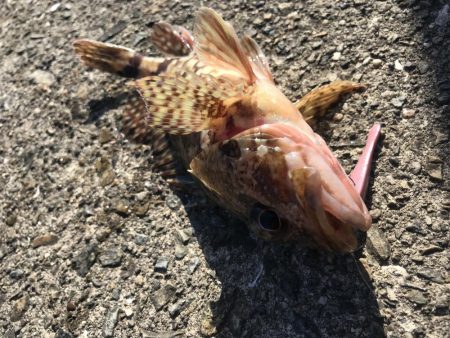 ライトワインドでガシラGET