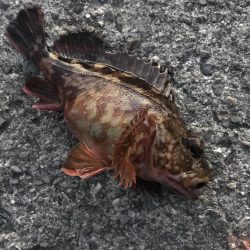 夕マズメのガシラゲーム