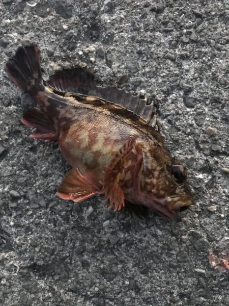 夕マズメのガシラゲーム