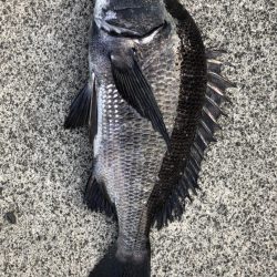 イチノ兄弟、釣果!