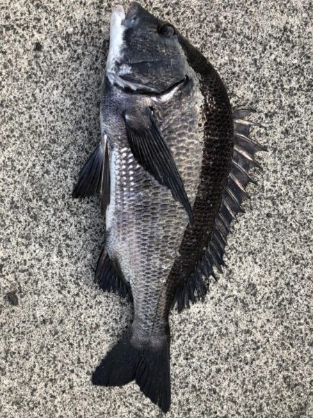 イチノ兄弟、釣果！