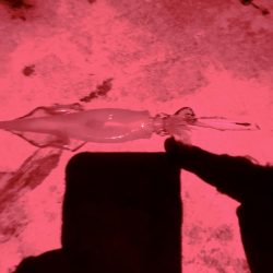 今日もヤリイカ