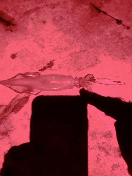 今日もヤリイカ