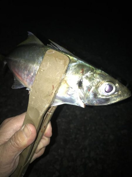 フロートリグで尺アジGET