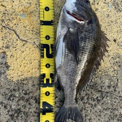 真冬のヘチ釣り